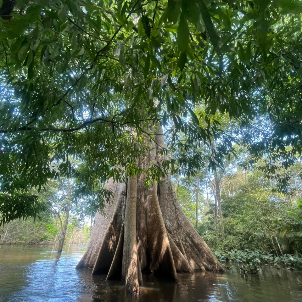 Amazônia