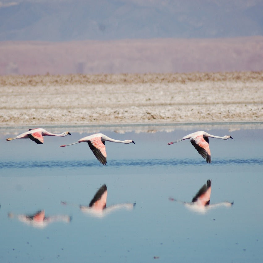 Atacama